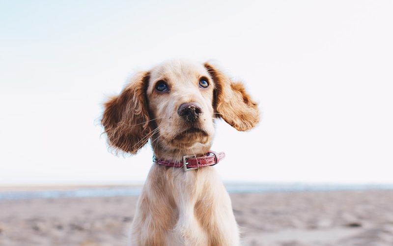 a brown dog sitting on top of a sandy beach