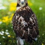 Diepvries muizen: praktische voeding voor roofdieren