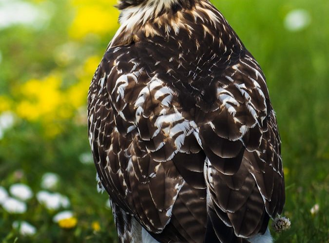 brown and white eagle on green grass during daytime