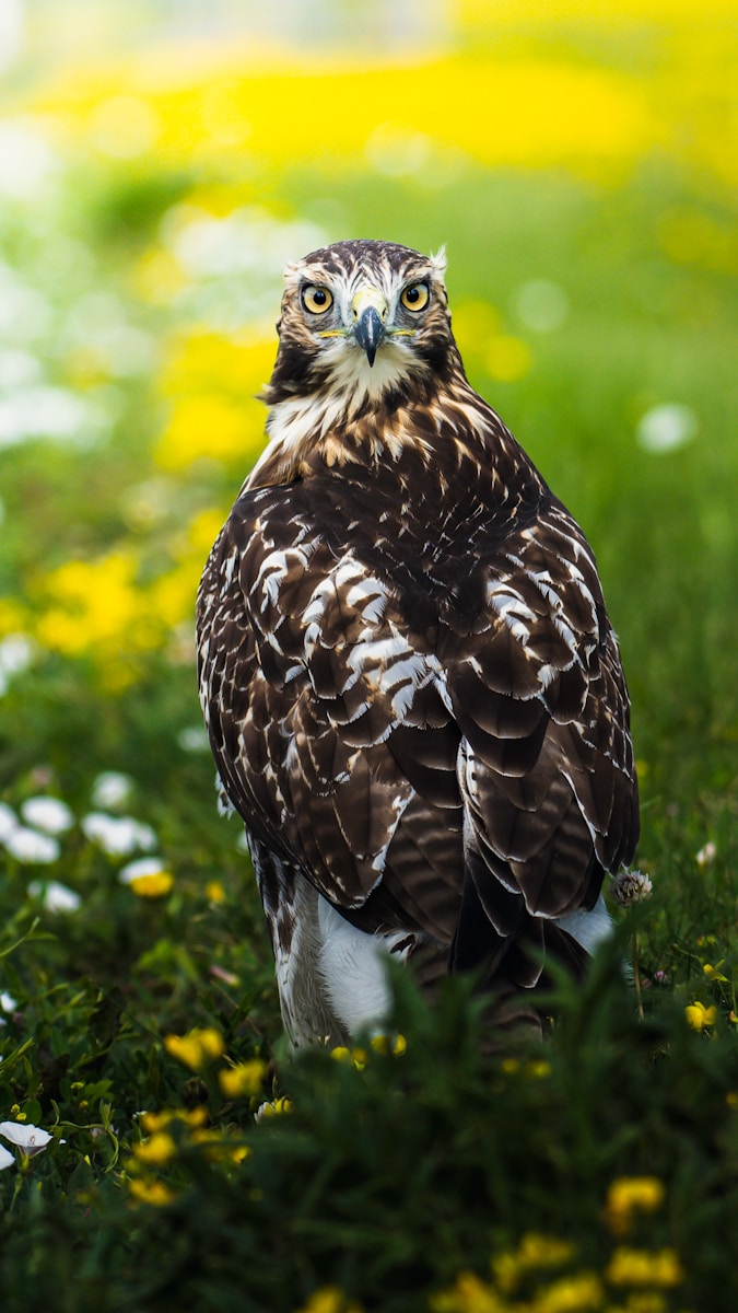 brown and white eagle on green grass during daytime
